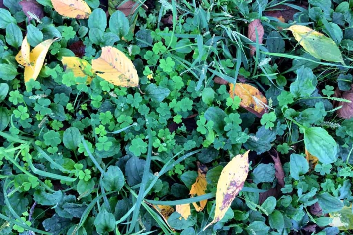 草生茂る緑色の地面と黄色い落ち葉