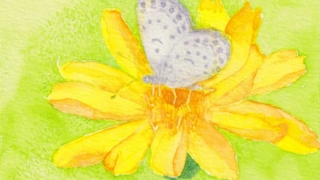 奥秋由美(okuaki studio)制作の花とシジミチョウの水彩画