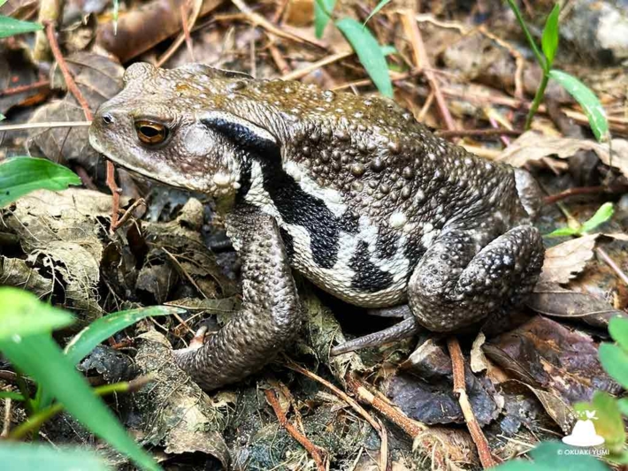 アズマヒキガエル