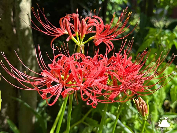 彼岸花