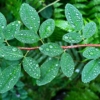 雨粒のついた萩の葉
