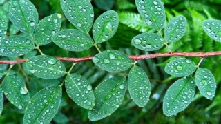 雨粒のついた萩の葉
