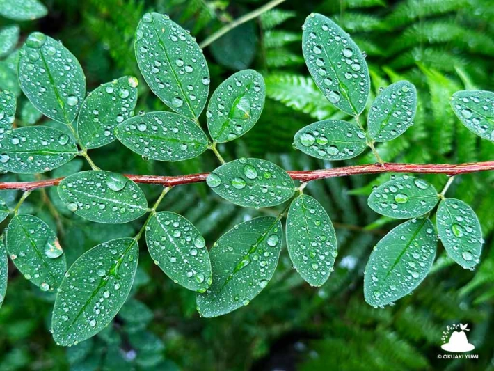 雨粒のついた萩の葉